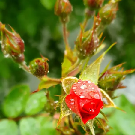Am Trausdorfberg - Rosenblick Apartament