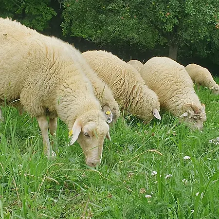 Am Trausdorfberg - Rosenblick Goggitsch in Steiermark