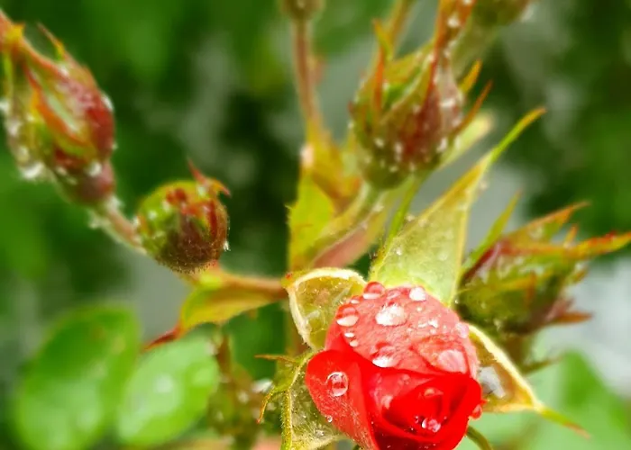 Am Trausdorfberg - Rosenblick 아파트