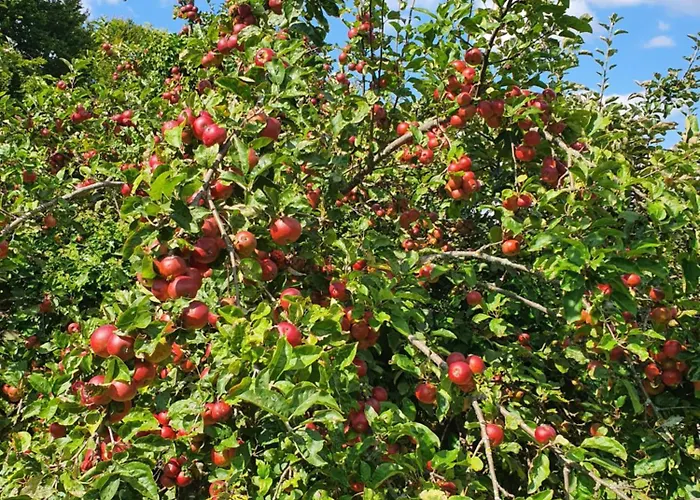 Am Trausdorfberg - Rosenblick * Goggitsch in Steiermark