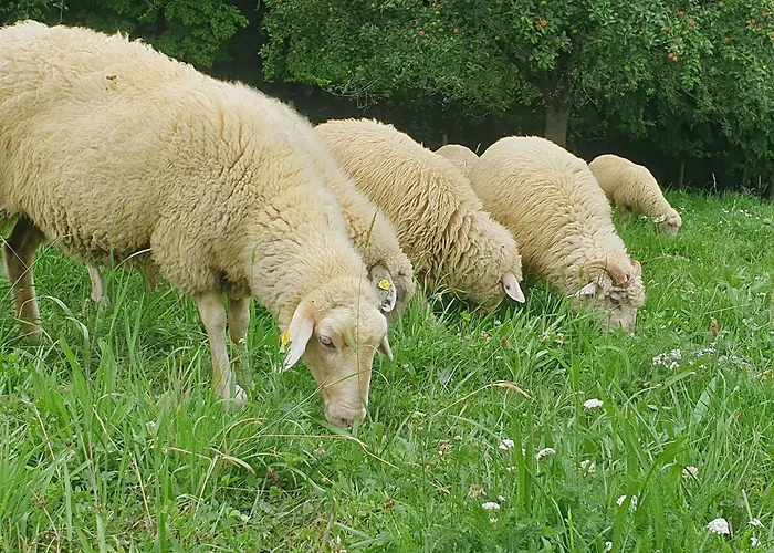 Am Trausdorfberg - Rosenblick Goggitsch in Steiermark
