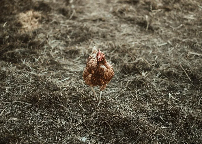 아파트 Am Trausdorfberg - Rosenblick Goggitsch in Steiermark