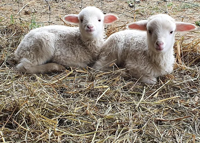 Am Trausdorfberg - Rosenblick 아파트 *