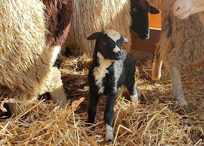 아파트 Am Trausdorfberg - Rosenblick Goggitsch in Steiermark