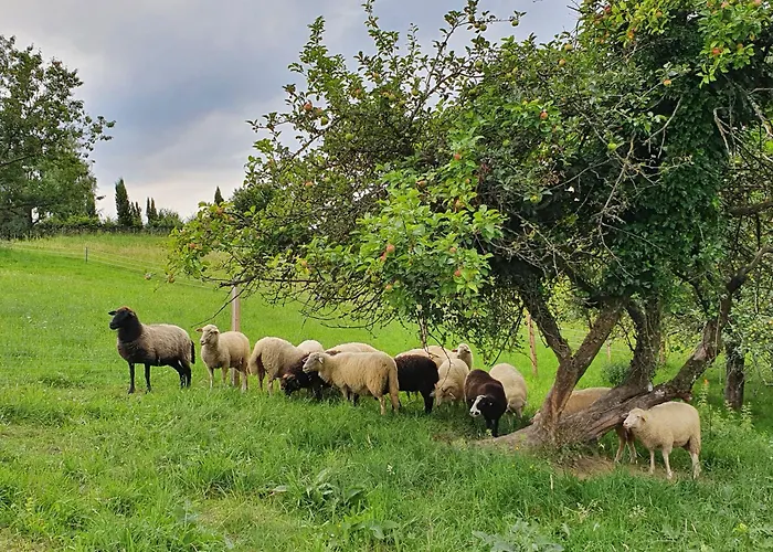 Am Trausdorfberg - Rosenblick