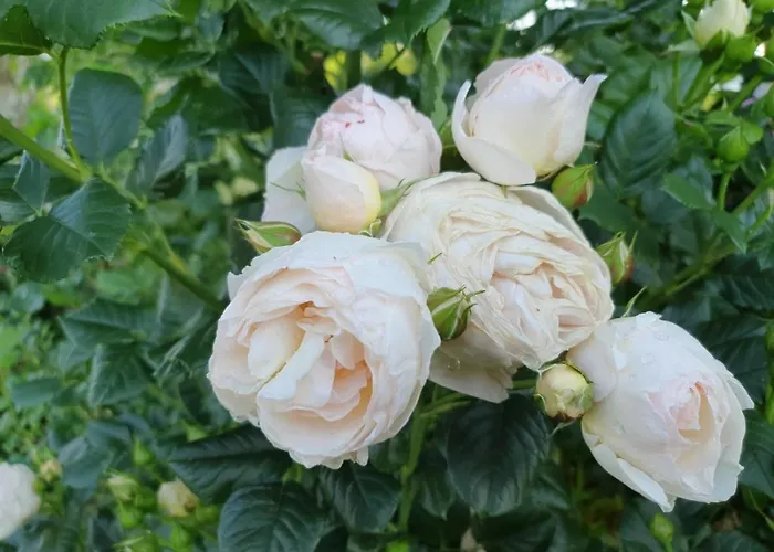 Am Trausdorfberg - Rosenblick *